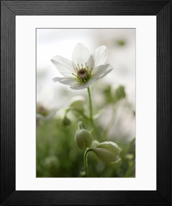 Framed Print : Germany, Baden Wuerttemberg, Clematis flower, close up