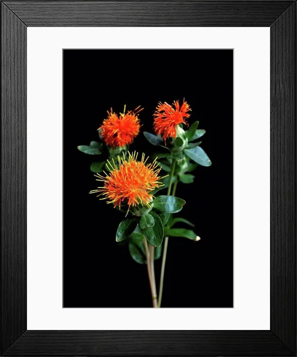 Framed Print : Close up of orange flower against black background Framed Print : Close up of orange flower against black background