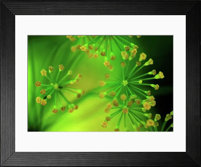 Framed Print : Germany, Dill flower, close up Framed Print : Germany, Dill flower, close up