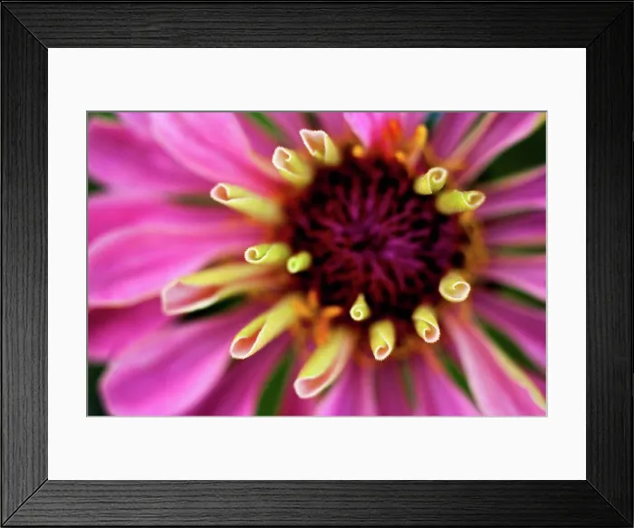 Framed Print : Germany, Zinnia flower, close up
