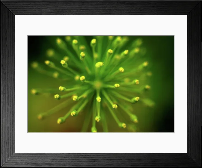 Framed Print : Germany, Dill flower, close up Framed Print : Germany, Dill flower, close up