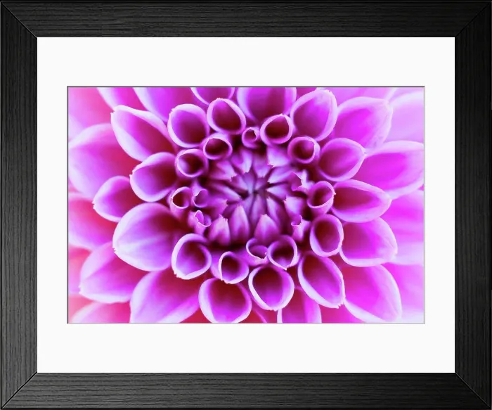 Framed Print : Germany, Dahlia flower, close up Framed Print : Germany, Dahlia flower, close up