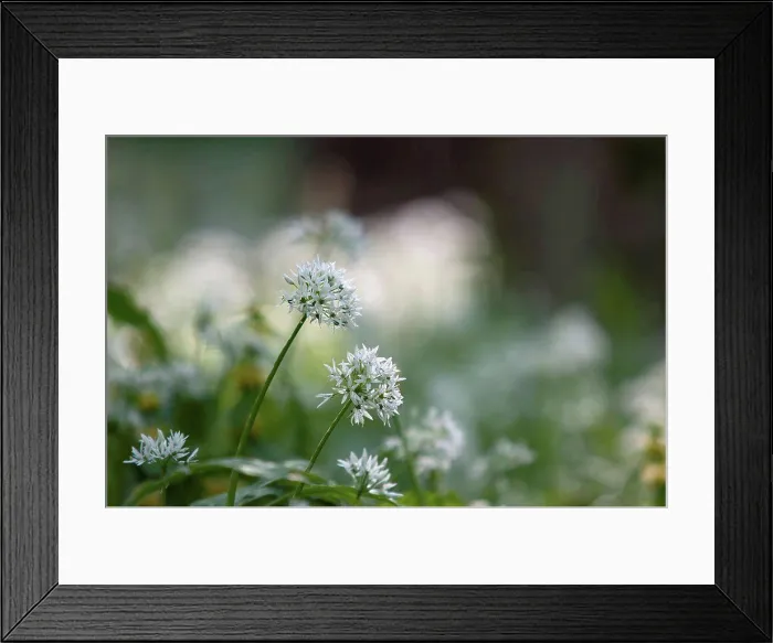 Framed Print : Germany, Baden Wuerttemberg, Wild garlic flower, close up