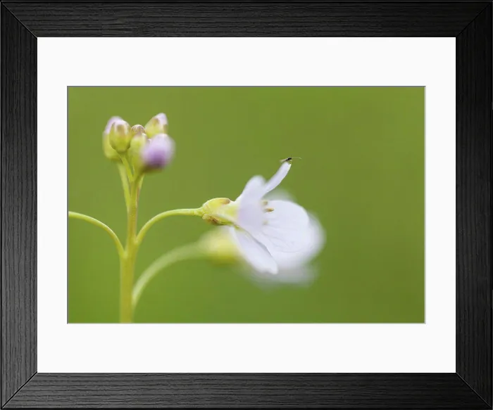 Framed Print : Germany, Hesse, Mosquito on cuckoo flower, close up