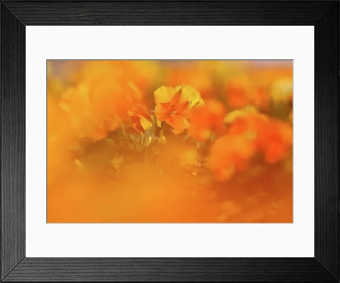 Framed Print : Germany, Hesse, Pansy flowers, close up Framed Print : Germany, Hesse, Pansy flowers, close up