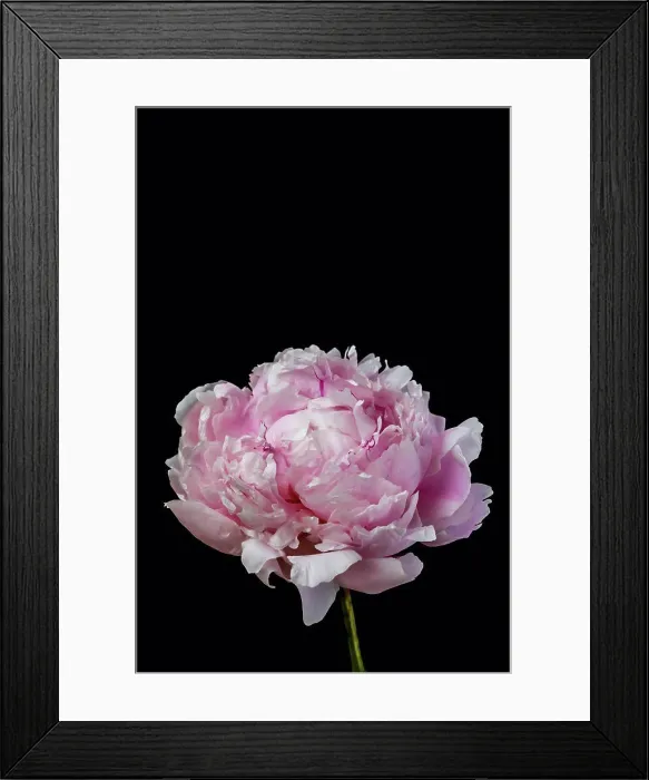 Framed Print : Peony flower against black background, close up Framed Print : Peony flower against black background, close up