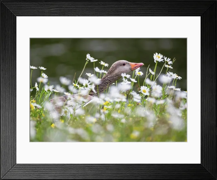 Framed Print : Germany, Bavaria, Greylag Goose with flower, close up Framed Print : Germany, Bavaria, Greylag Goose with flower, close up