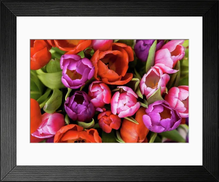 Framed Print : Tulips Framed Print : Tulips