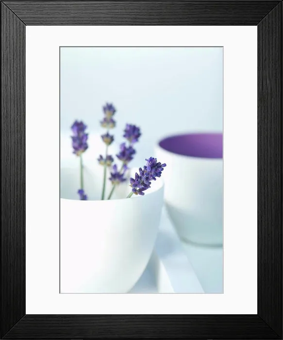 Framed Print : Bowl of lavender flowers on white background, close up Framed Print : Bowl of lavender flowers on white background, close up