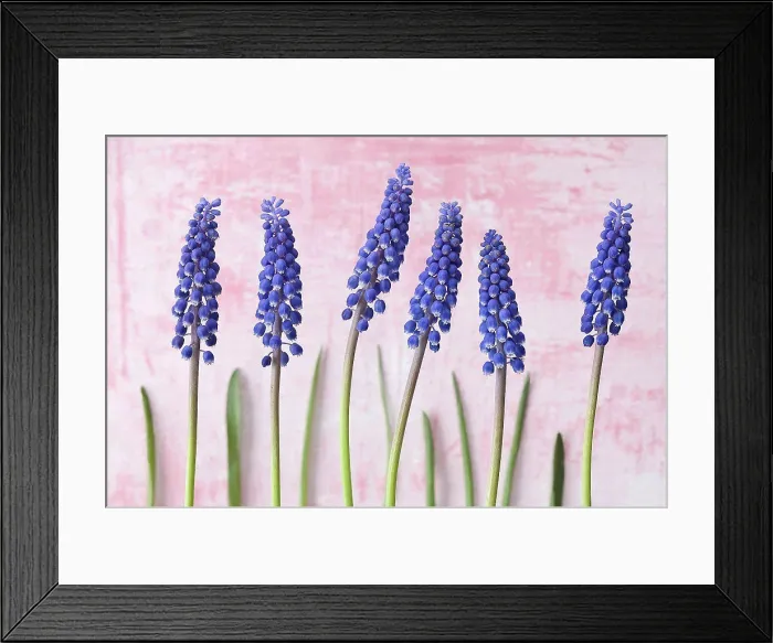 Framed Print : Blue grape hyacinth flowers, close up Framed Print : Blue grape hyacinth flowers, close up