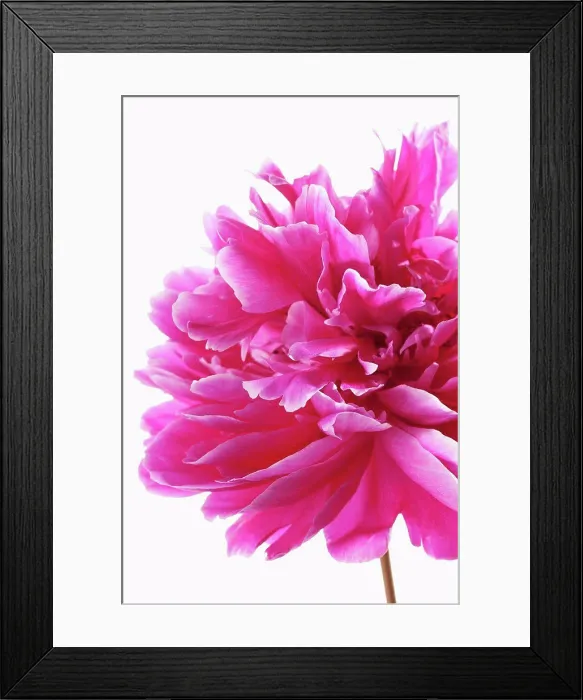 Framed Print : Pink peony flower against white background, close up Framed Print : Pink peony flower against white background, close up