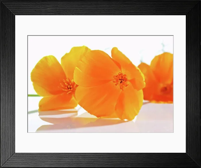 Framed Print : Gold poppy flowers on white background, close up