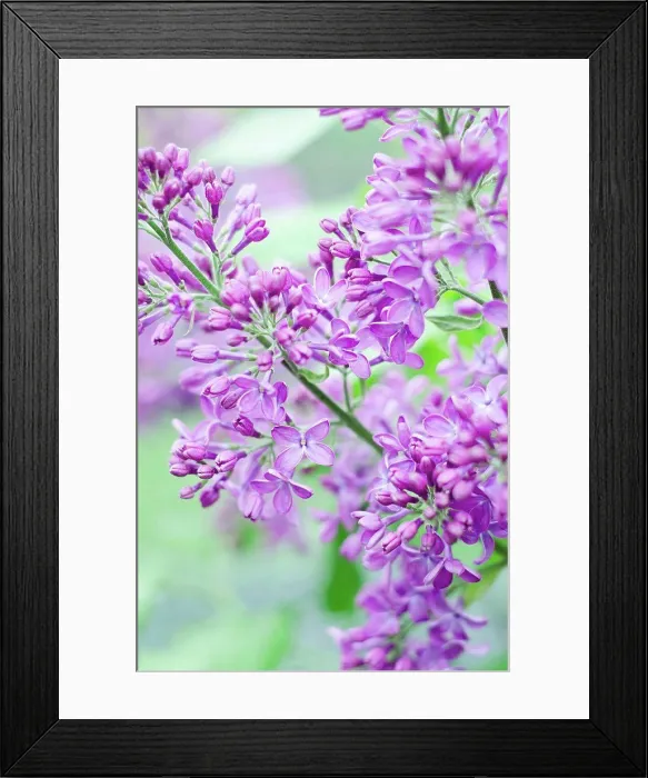 Framed Print : Purple lilac flowers, close up Framed Print : Purple lilac flowers, close up