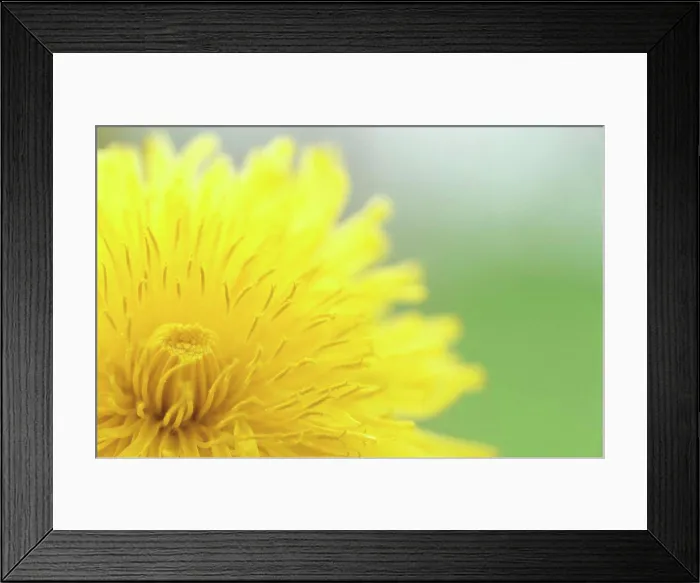 Framed Print : Yellow flower, dandelion, close-up Framed Print : Yellow flower, dandelion, close-up