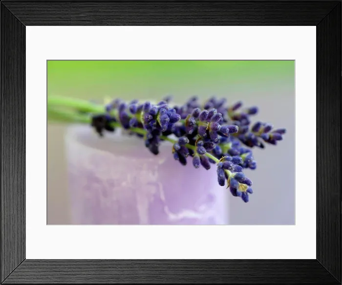 Framed Print : Lavender flowers on candle, close-up Framed Print : Lavender flowers on candle, close-up