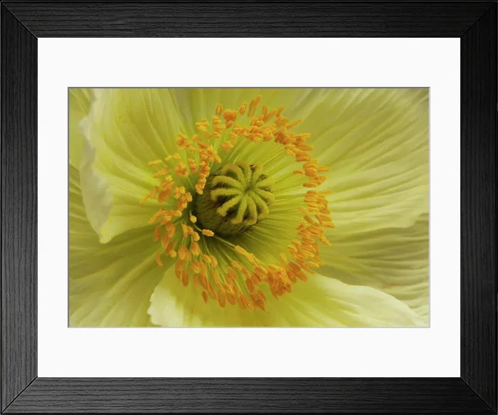 Framed Print : Corn poppy flower, close-up Framed Print : Corn poppy flower, close-up