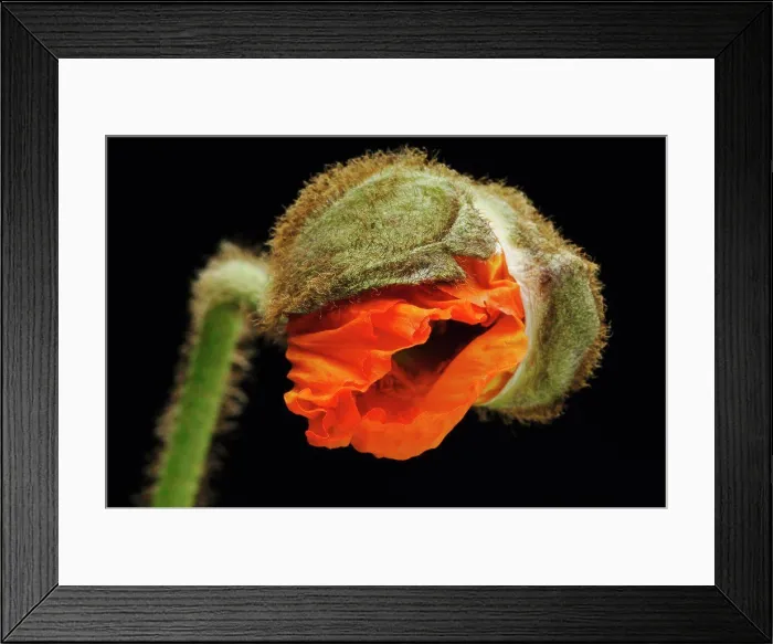 Framed Print : Corn poppy flower, close-up