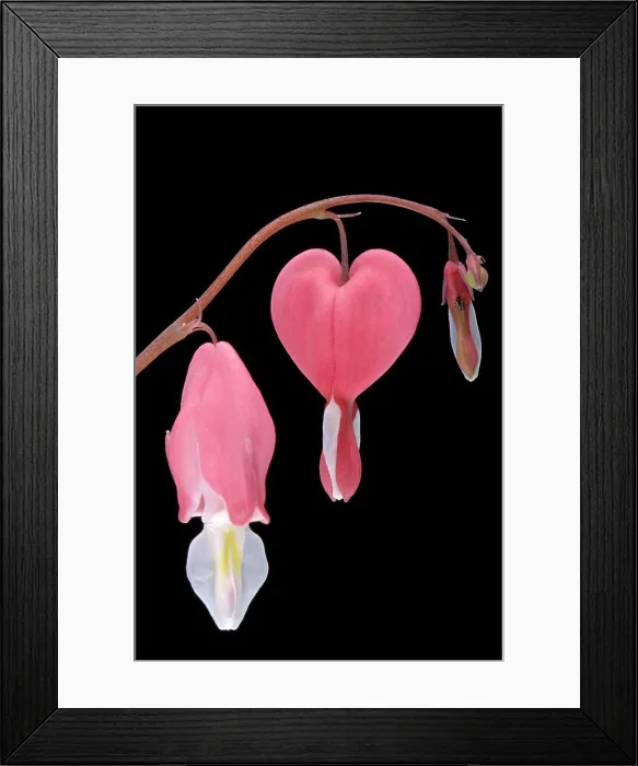 Framed Print : Bleeding heart flowers (Dicentra spectabilis), close-up Framed Print : Bleeding heart flowers (Dicentra spectabilis), close-up
