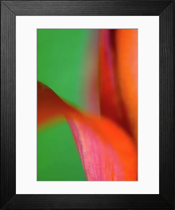 Framed Print : Close up of lily flower Framed Print : Close up of lily flower