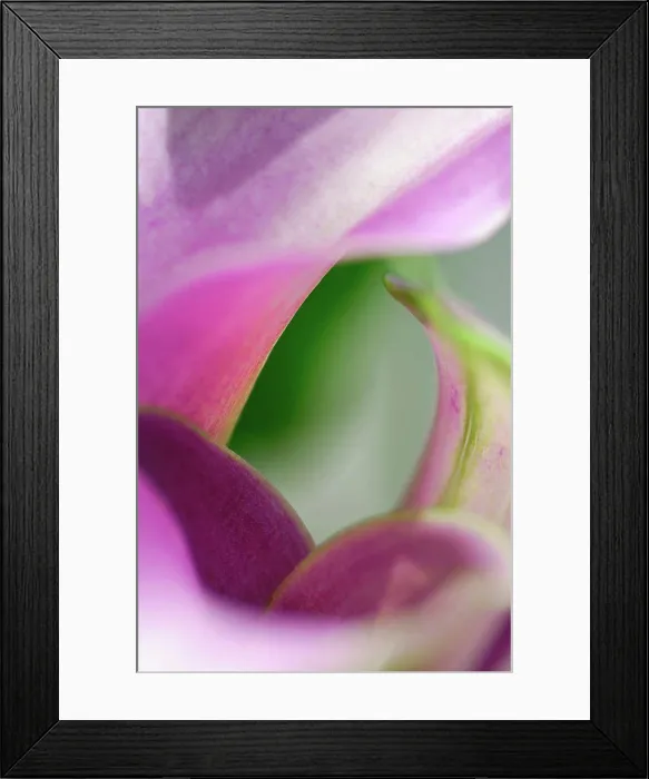 Framed Print : Close up of calla lily flower Framed Print : Close up of calla lily flower