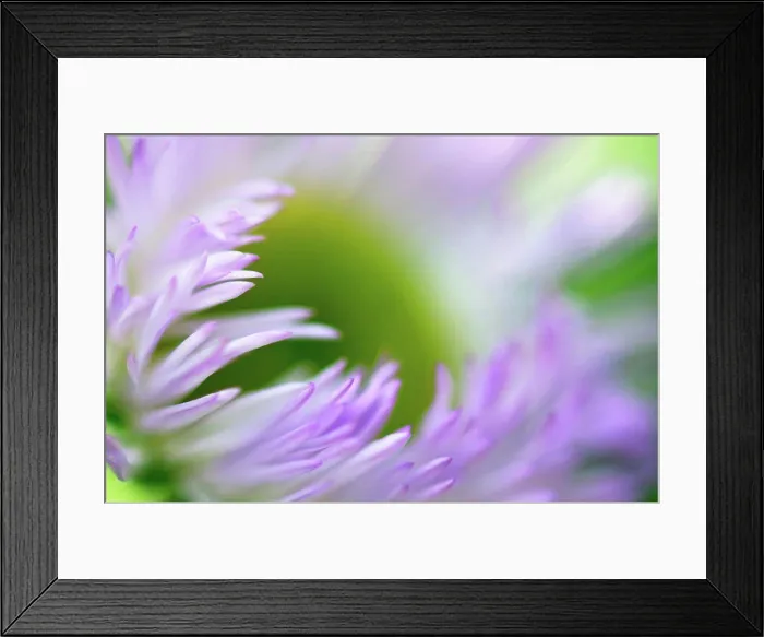 Framed Print : Close up of daisy flower Framed Print : Close up of daisy flower