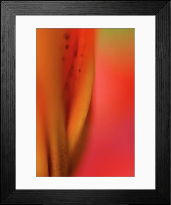 Framed Print : Close up of lily flower Framed Print : Close up of lily flower