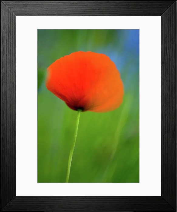 Framed Print : Germany, Bodensee, Close up of poppy flower Framed Print : Germany, Bodensee, Close up of poppy flower