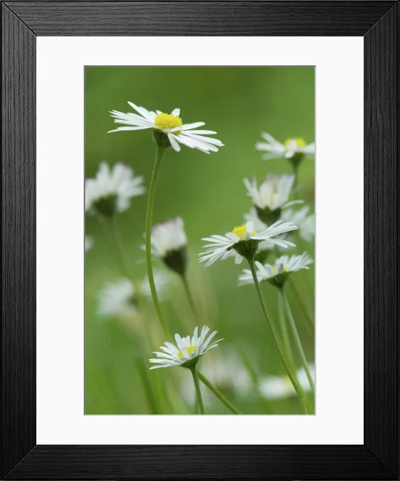 Framed Print : Germany, Bavaria, Close up of daisy flowers in garden