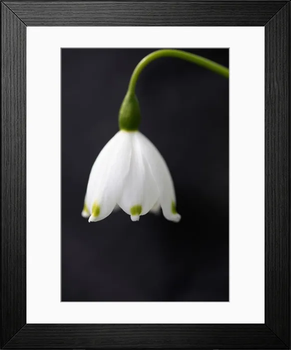 Framed Print : Close-up of Flower Framed Print : Close-up of Flower