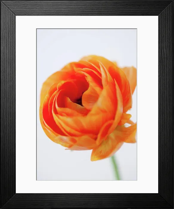 Framed Print : Orange Ranunculus Flower, Close Up Framed Print : Orange Ranunculus Flower, Close Up