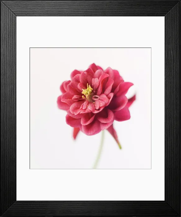 Framed Print : Red Columbine Flower on White Background, Close-Up, I Framed Print : Red Columbine Flower on White Background, Close-Up, I