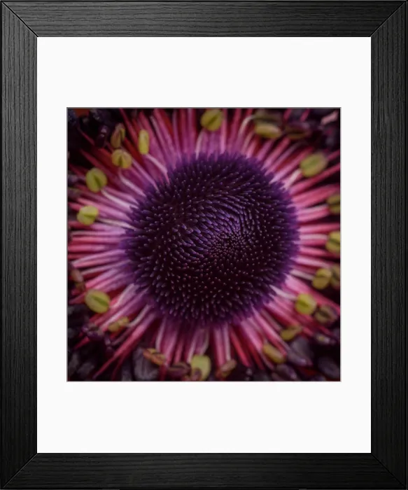 Framed Print : Anemone Flower, Center, Close-Up Framed Print : Anemone Flower, Center, Close-Up