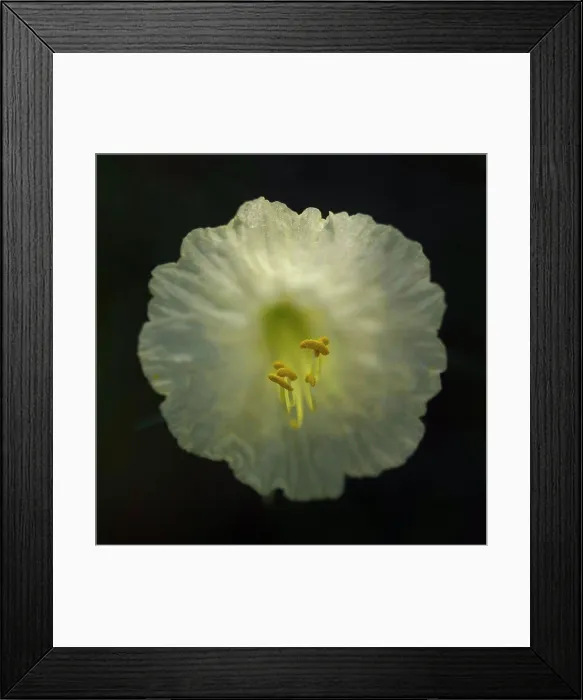 Framed Print : Narcissus Flower, Narcissusromieuxii var. rifanus, Close-Up with Anthers and Stamen against Black Background Framed Print : Narcissus Flower, Narcissusromieuxii var. rifanus, Close-Up with Anthers and Stamen against Black Background