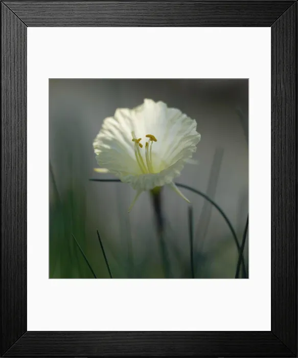 Framed Print : Narcissus Flower, Narcissusromieuxii var. rifanus, Close-Up with Anthers and Stamen Framed Print : Narcissus Flower, Narcissusromieuxii var. rifanus, Close-Up with Anthers and Stamen