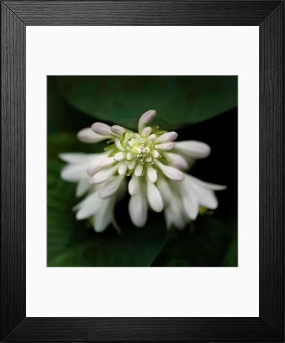 Framed Print : White and Light Lavender Hosta Flowers, Close-Up Framed Print : White and Light Lavender Hosta Flowers, Close-Up