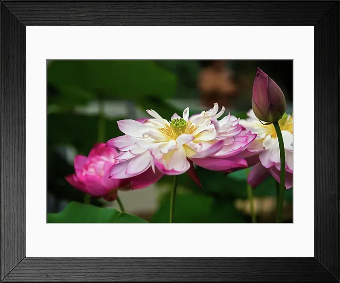 Framed Print : Lotus (Nelumbo nucifera), lotus, flower, close up Framed Print : Lotus (Nelumbo nucifera), lotus, flower, close up