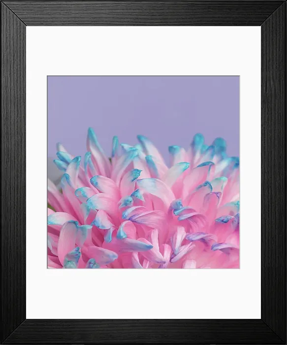 Framed Print : Close up pretty pink blue flower Framed Print : Close up pretty pink blue flower