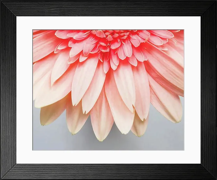 Framed Print : Close up flower petals Framed Print : Close up flower petals