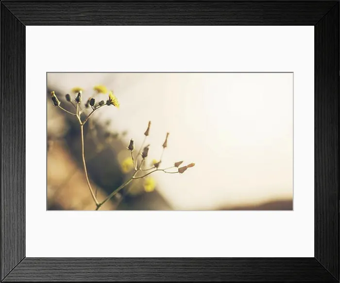 Framed Print : close up yellow flower with bud Framed Print : close up yellow flower with bud