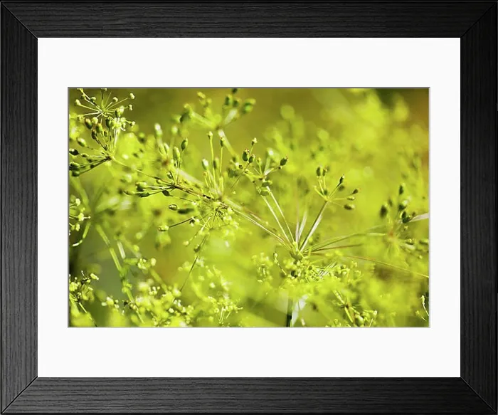 Framed Print : Close-ups of dill flowers and seed pods Framed Print : Close-ups of dill flowers and seed pods