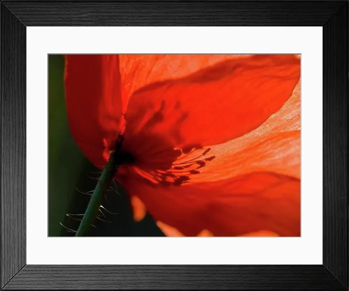 Framed Print : Close-up of a poppy flower Framed Print : Close-up of a poppy flower