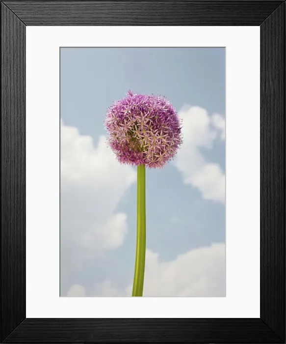 Framed Print : Close-up of round flower against sky Framed Print : Close-up of round flower against sky