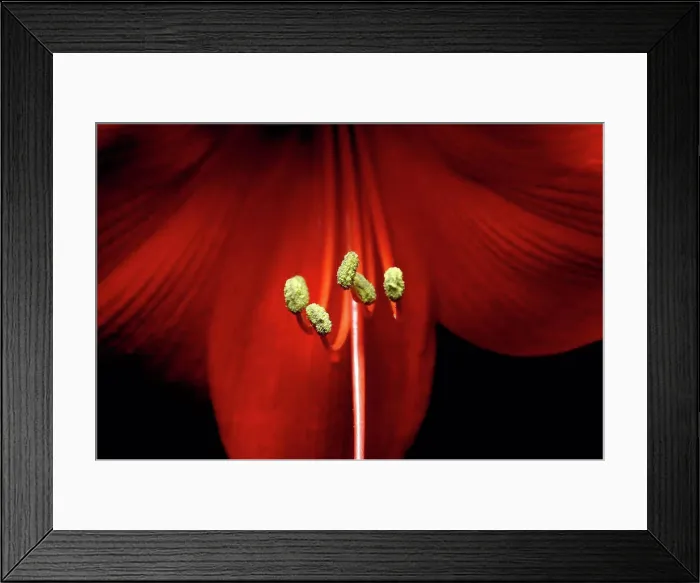 Framed Print : Germany, Close-up of stamens of red blooming amaryllis flower Framed Print : Germany, Close-up of stamens of red blooming amaryllis flower
