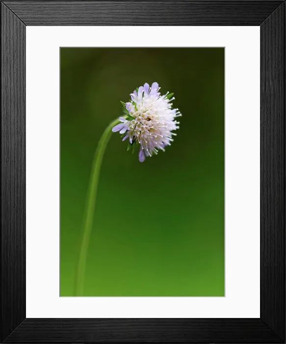 Framed Print : Austria, Scabious flower, close up Framed Print : Austria, Scabious flower, close up