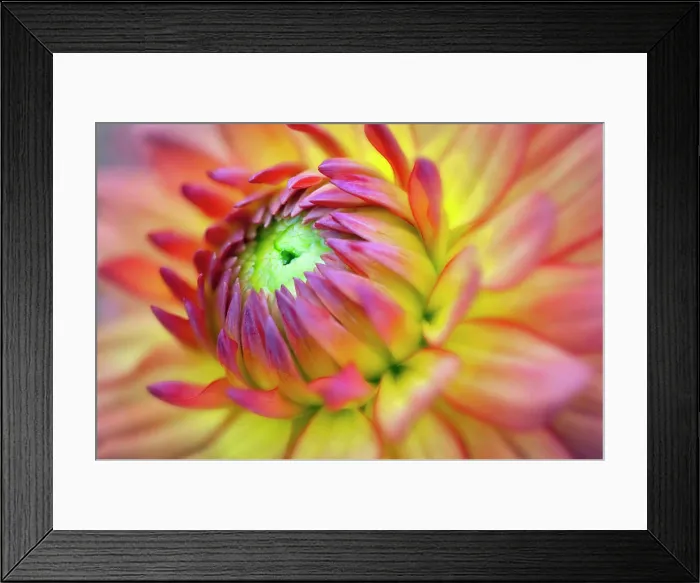 Framed Print : Dahlia, Gabrielle Marie Dahlia, Close up of colourful flower Framed Print : Dahlia, Gabrielle Marie Dahlia, Close up of colourful flower