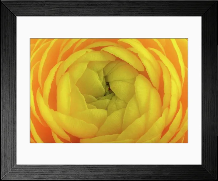 Framed Print : Ranunculus, yellow flower, close-up