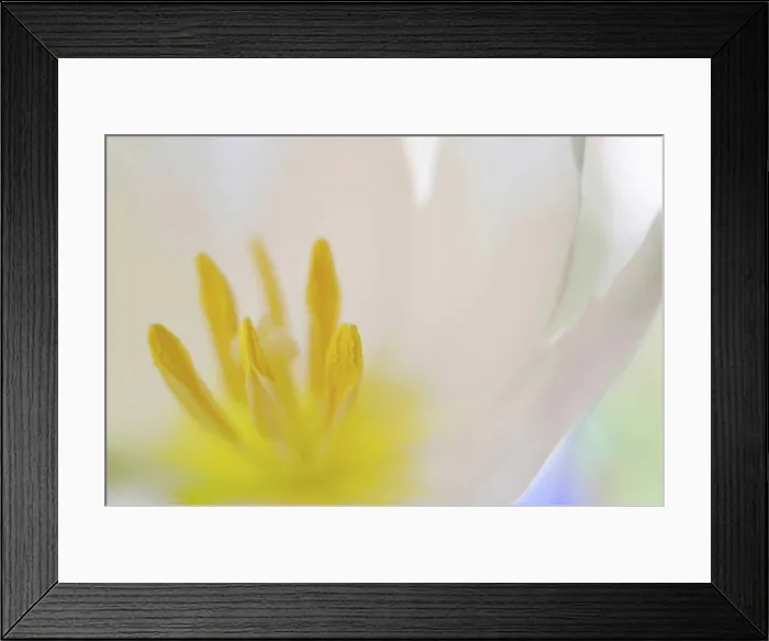 Framed Print : Close up of tulip flower