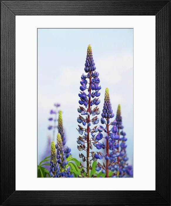 Framed Print : Austria, Lupine flower, close up Framed Print : Austria, Lupine flower, close up