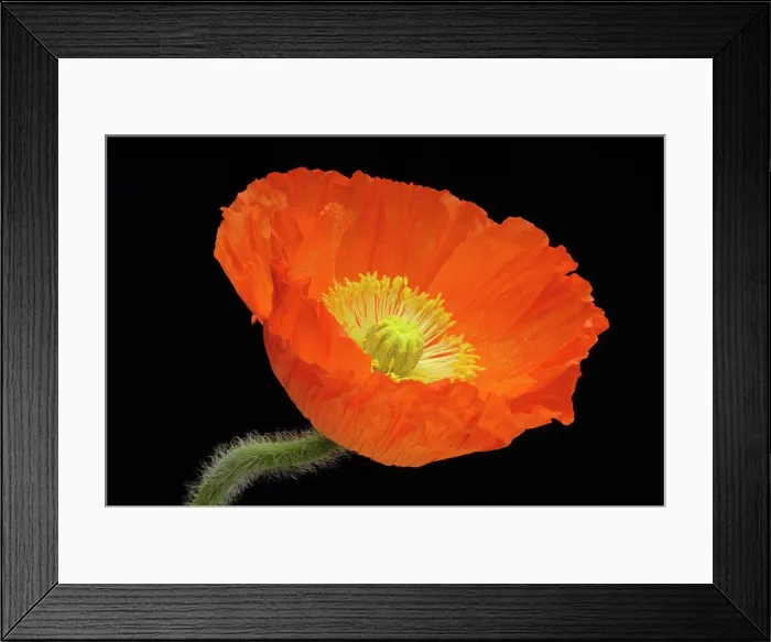 Framed Print : Corn poppy flower, close-up Framed Print : Corn poppy flower, close-up