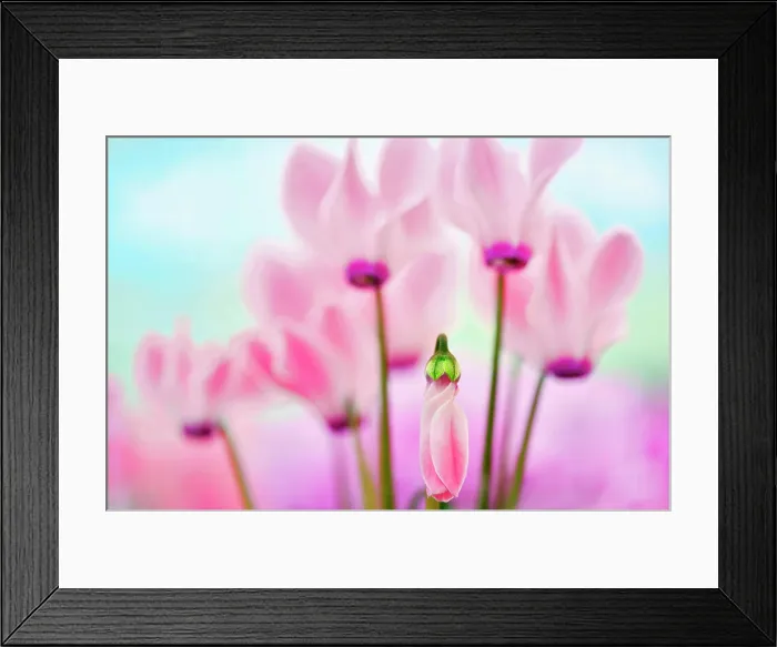 Framed Print : Cyclaman, Close up of pink coloured flowers Framed Print : Cyclaman, Close up of pink coloured flowers